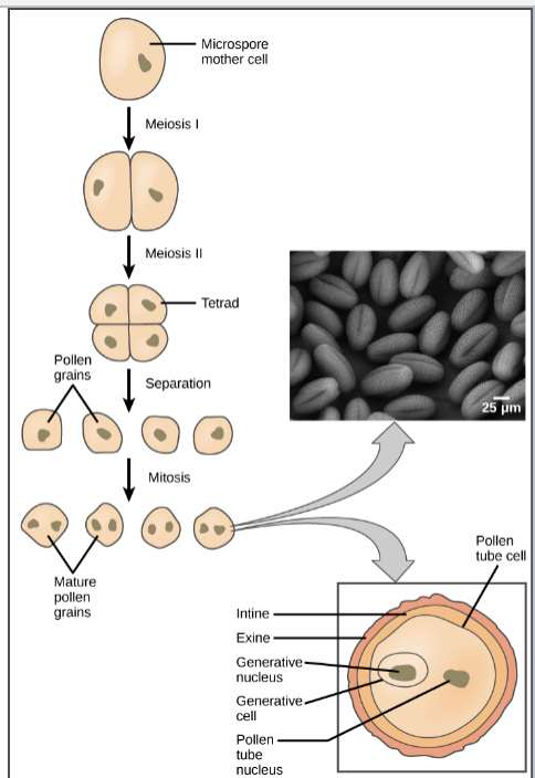 <ul><li><p>Microsporogenesis undergoes meiosis</p></li><li><p>Microgametogenesis divide via mitosis</p></li></ul><p></p>