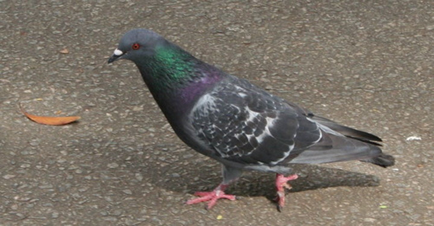 <p>Columbiformes</p><p>Columbidae</p>