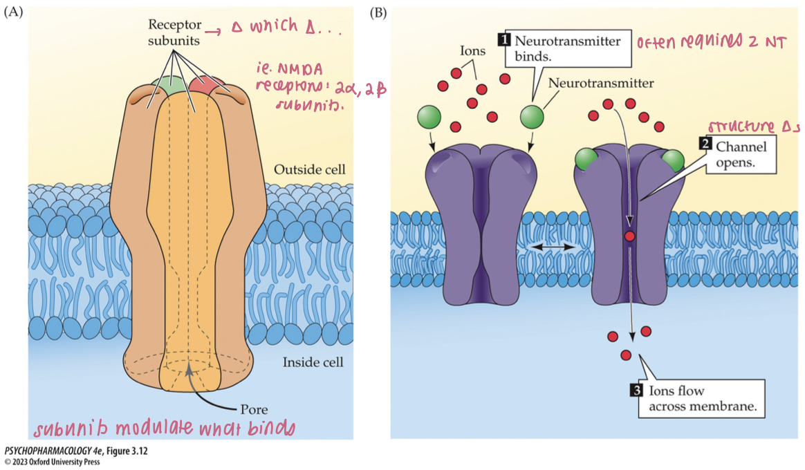<ul><li><p>consists of multiple subunits that form a selective ion channel for specific ions (K+, Na+, Ca2+, Cl-)</p></li><li><p>resting state = ion channel closed</p></li><li><p>NT binding opens the channel → closes when NT dissociates&nbsp;</p></li><li><p>act rapidly + can undergo desensitization</p></li></ul><p></p>