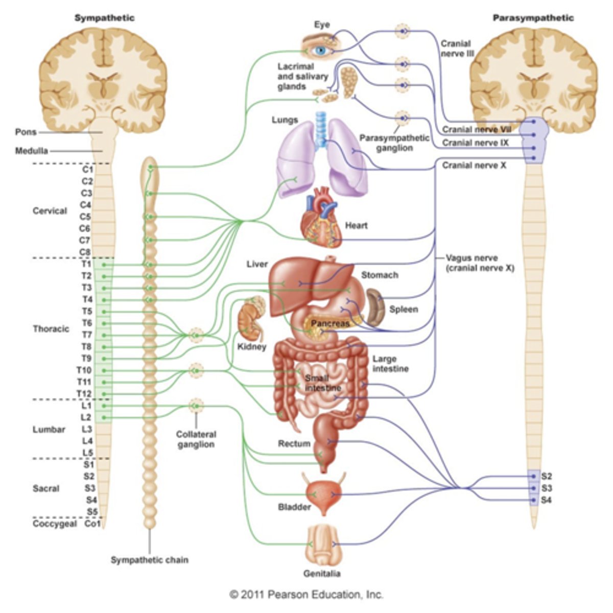<p>1) Sympathetic ganglia are located close to the spinal cord</p><p>2) Parasympathetic ganglia are located in the visceral effector organs</p>