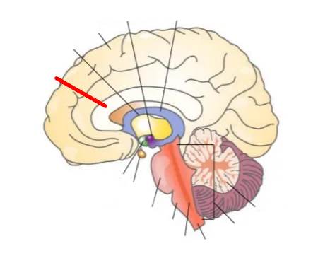 <p>Corpus callosum</p>