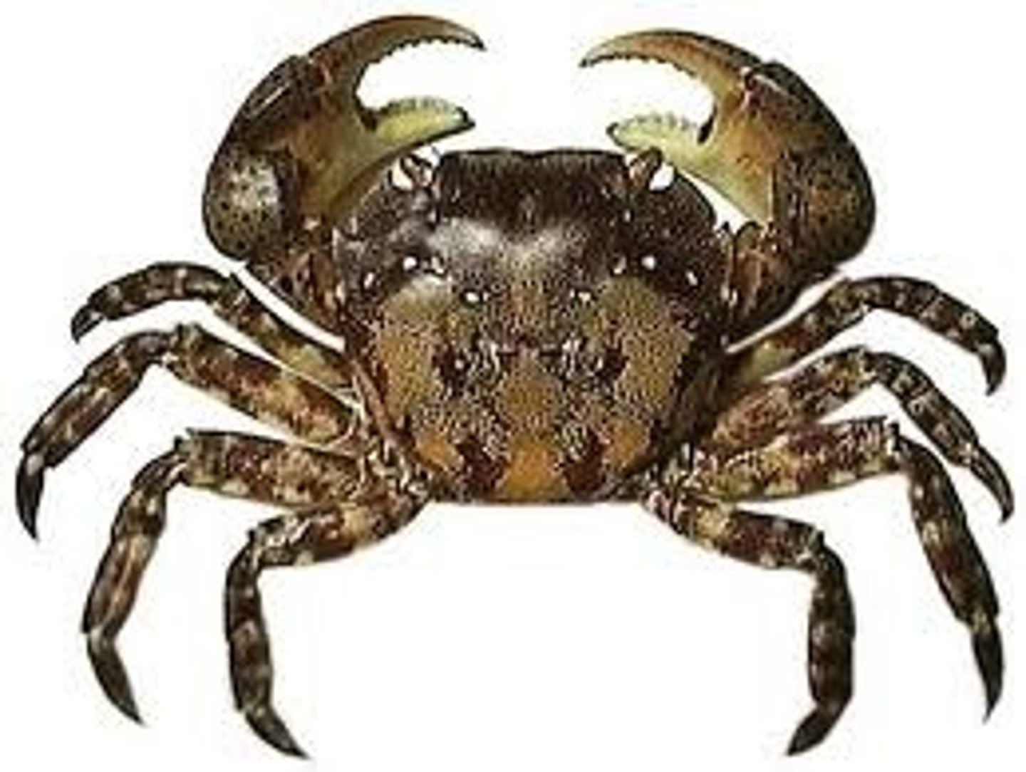 <p>invasive species in Maine, carapace has three spines and is square-shaped, legs have light and dark bands</p>