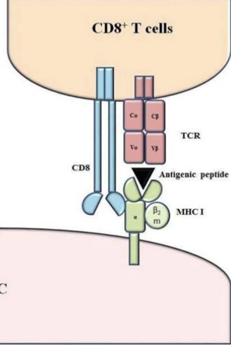 <p><strong>peptide-class I MHC complexes</strong></p>