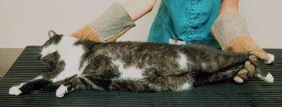 <p>Difficult Cats </p>