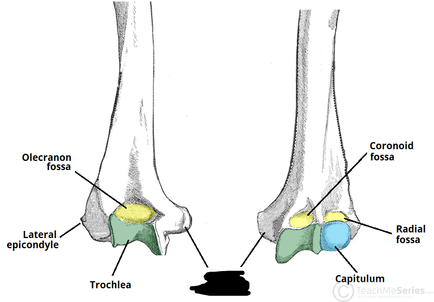 <p>medial epicondyle</p>