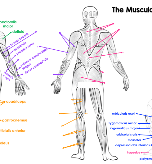 Label the posterior view of the muscular system.