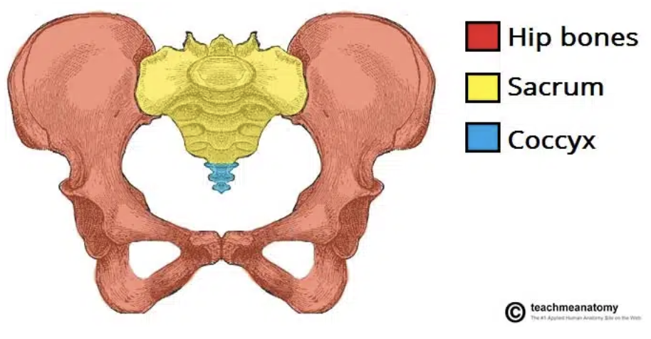 <p>coccyx</p>