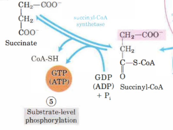 <p>Succinyl-CoA omvandlas till <strong>succinat</strong>. Energin från tioestern utvinnas i form av <strong>GTP</strong> eller <strong>ATP</strong>. Reaktionen katalyseras av succinyl-CoA syntetas. </p>