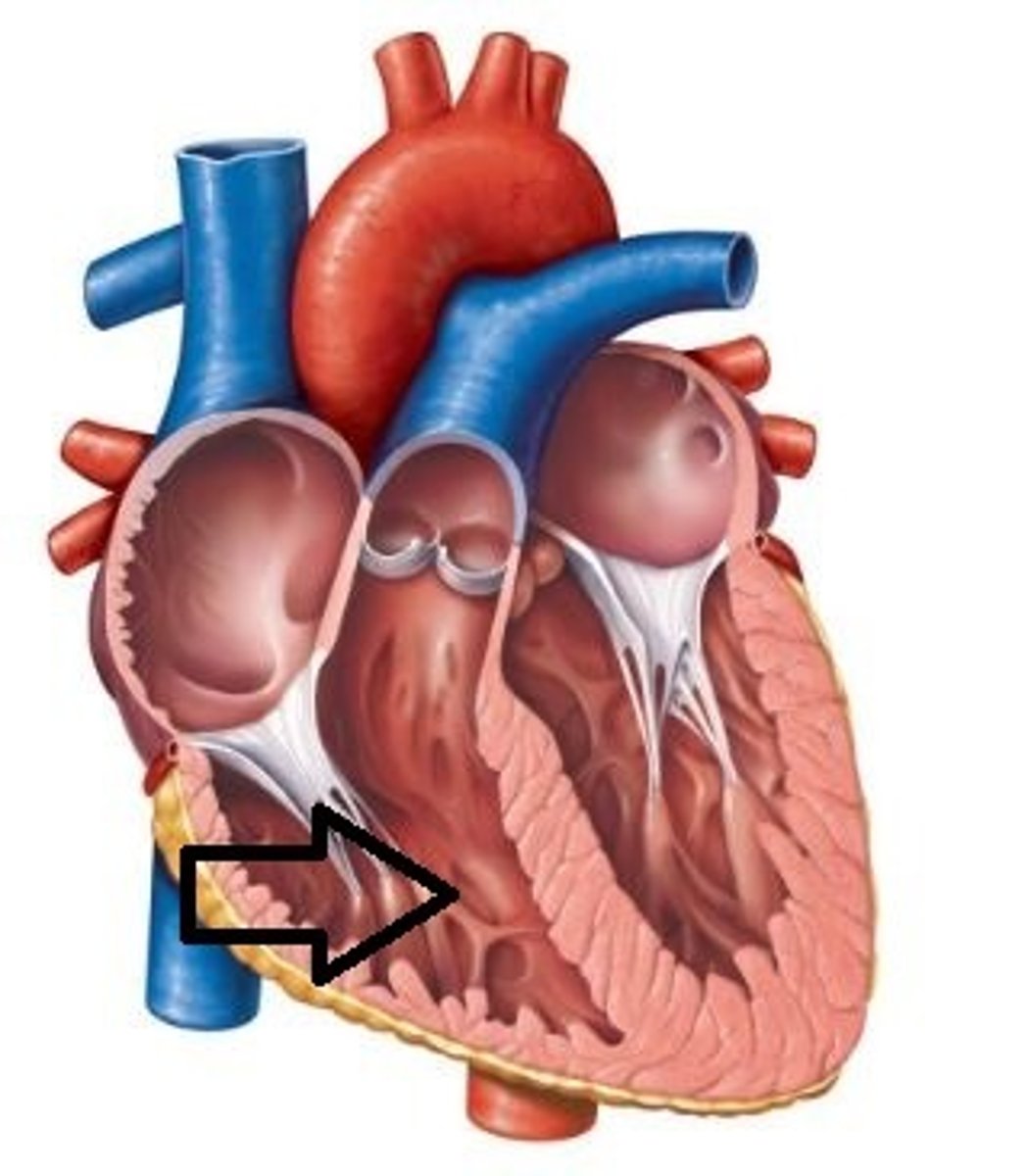 <p>pumps blood to the lungs for oxygenation</p>