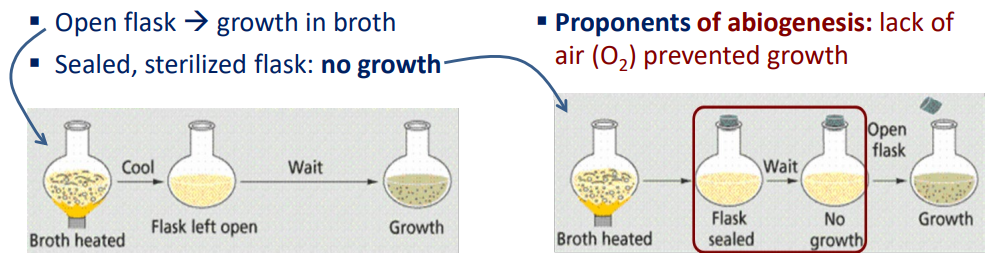 <p><strong><u>disproved abiogenesis </u></strong>for <strong><u>micro</u></strong>scopic organisms (i.e. bacteria)</p><p><strong>&gt; spallanzani experiment</strong></p><p><strong>&gt; open flash —&gt; growth in broth</strong></p><p><strong>&gt; Sealed, sterilized flask —&gt; no growth</strong></p><p><strong><u>Proponents of abiogenesis: lack of air (O2) prevented growth (NOT TRUE)</u></strong></p>