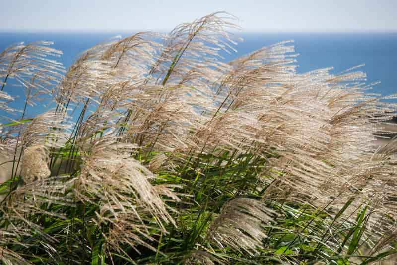 <p>A tall, elegant grass with variegated leaves and silvery plumes in fall.</p>