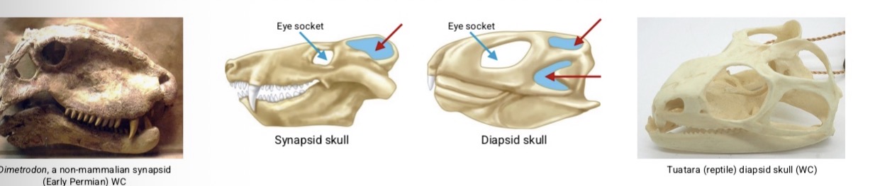 <ol><li><p>Anapsid: lack temporal fenestrae (ex: turtles)</p></li><li><p>Synapsid: one pair of temporal fenestra (mammals)</p></li><li><p>Diapsid: 2 pairs of temporal fenestrae behind eye sockets (reptiles)</p></li></ol><p></p>