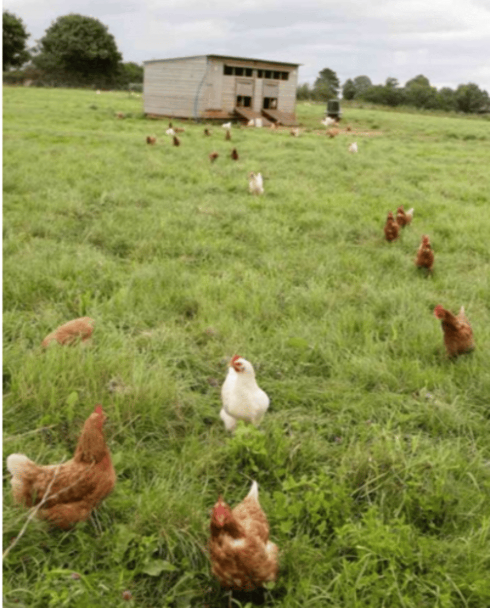 <p>• Commonly occurs only in poultry reared in outdoor systems</p><p>In temperate areas infections are more common in warmer seasons</p><p>Birds younger than 3 months are more susceptible;</p>