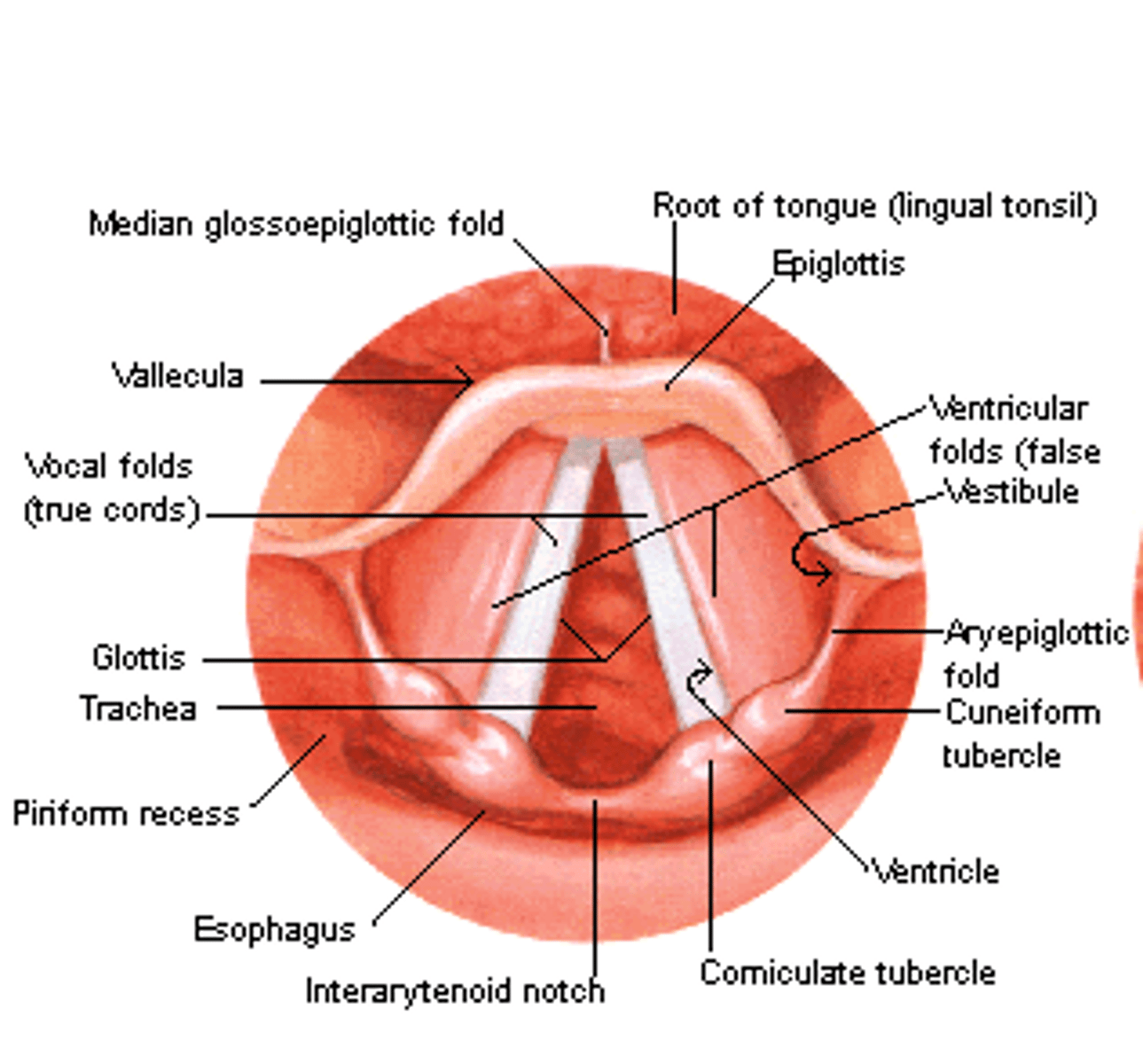 <p>- large structure above the ventricular folds, connecting the lateral wall of the larynx to the arytenoids on each side</p><p>- first line of defense for preserving the airway</p>