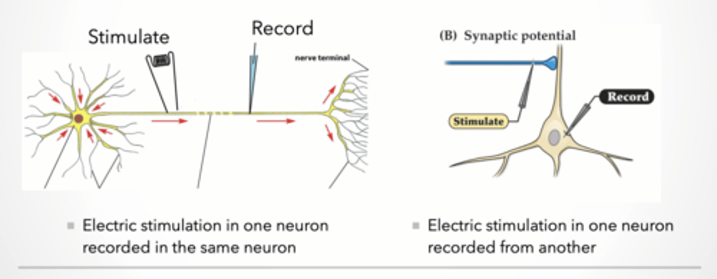 <p>Recording communication between neurons</p><p>Electric stimulation in one neuron recorded in the same neuron</p><p>Electric stimulation in one neuron recorded from another</p><p>Explanation: Two setups:</p><p>Same neuron → measures action potential</p><p>Different neuron → measures synaptic transmission</p><p>Synaptic plasticity – cellular basis for memory</p><p>Incoming signal stays the same</p><p>Even if input is the same, output can change.</p><p>This is learning:</p><p>Stronger response = memory forming</p><p>Weaker response = forgetting</p><p>Terms:</p><p>Plasticity – ability of a neuron to change its response to a signal</p><p>LTP – long term potentiation – increased response to the same input signal</p><p>LTD – long term depression – decreased response to the same signal</p><p>Caveats:</p><p>Synaptic plasticity is not the same thing as remembering and forgetting</p><p>Memories are likely made of groups of neurons cooperating with each other</p><p>The word “RED” is not stored in one neuron</p>