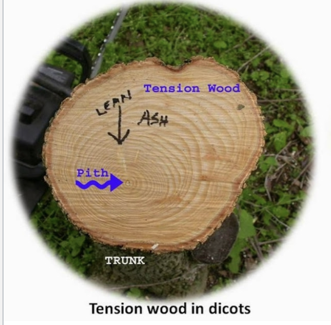 <ul><li><p>tilted hardwood stem is pulled upright again by tension wood</p></li><li><p>forms in the newly developed growth rings - asymmetrical stem cross section</p></li><li><p>new growth occurs above to pull the wood back into place</p></li></ul><p></p>