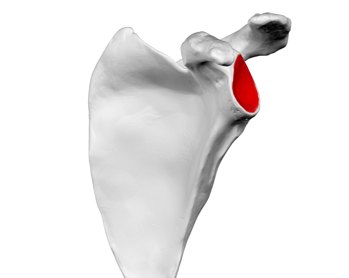 <p>glenoid cavity</p>