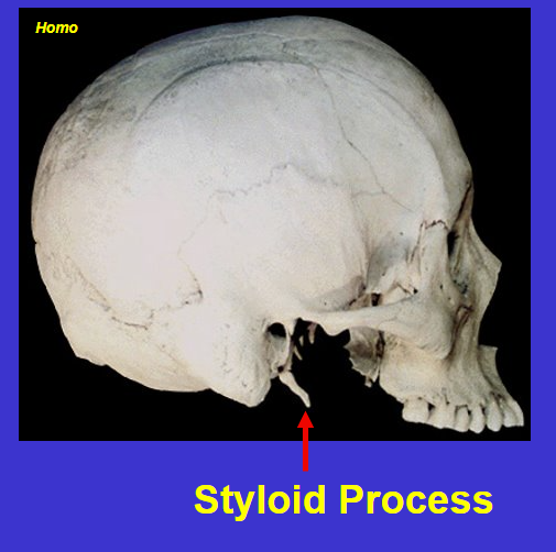 <p>Styloid process (anterior and medial to mastoid process)</p>