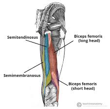 <p>Biceps femoris Long head insertion</p>