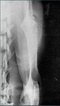 <p>which body part is this?</p>