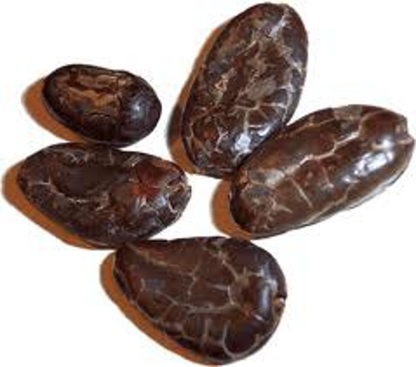 <p>cacao or cocoa beans, animal skins, jade, dried fish, honey,</p>