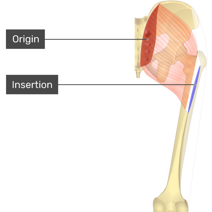 <p>Inserting at the iliotibial tract and gluteal tuberosity of the femur</p>
