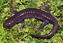 <p>asia, pacific, pakistan, iran</p><p>complete metamorphis</p><p>82 species</p>