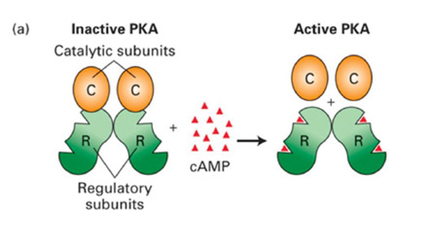 <p>- two regulatory subunits</p><p>- two catalytic subunits</p><p>- 4 isoforms of R subunit (RI-alpha, RI-beta, RII-alpha, RII-beta)</p><p>- 3 isoforms of C subunit (C-alpha,beta,gamma)</p><p>w</p>