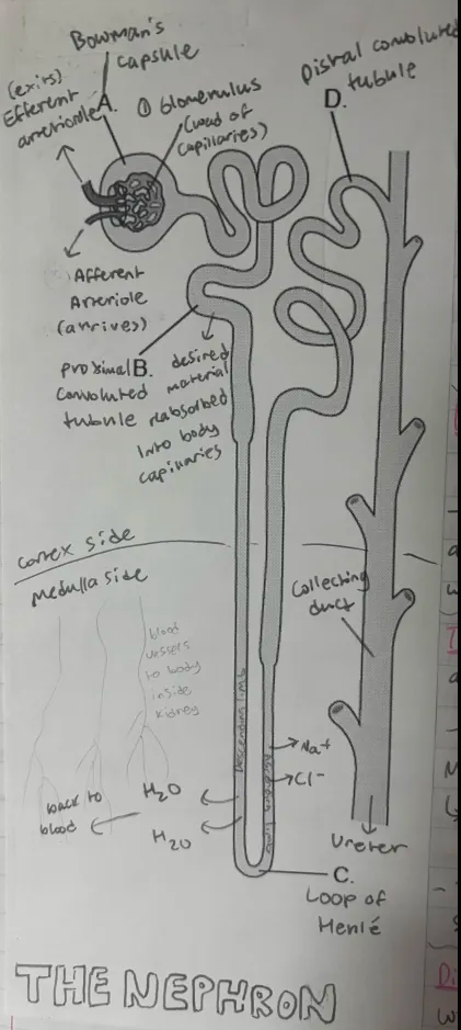 knowt flashcard image