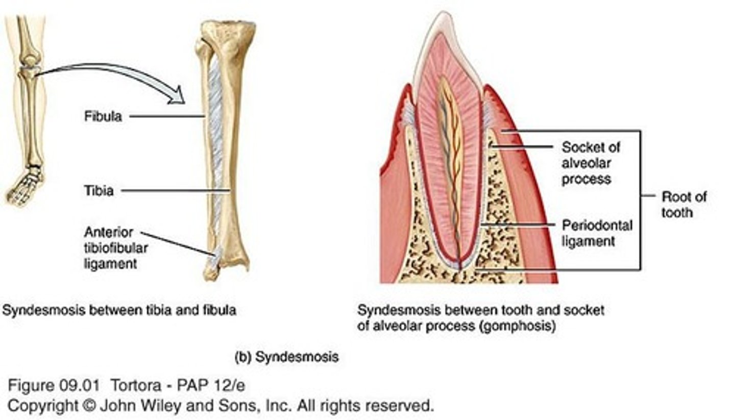 <p>Syndesmoses are amphiarthrotic joints that permit more or less movement depending on fiber length, such as the tibiofibular ligament and interosseous membrane.</p>