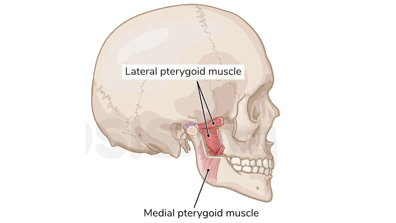 <p>Medial and lateral pterygoids</p>