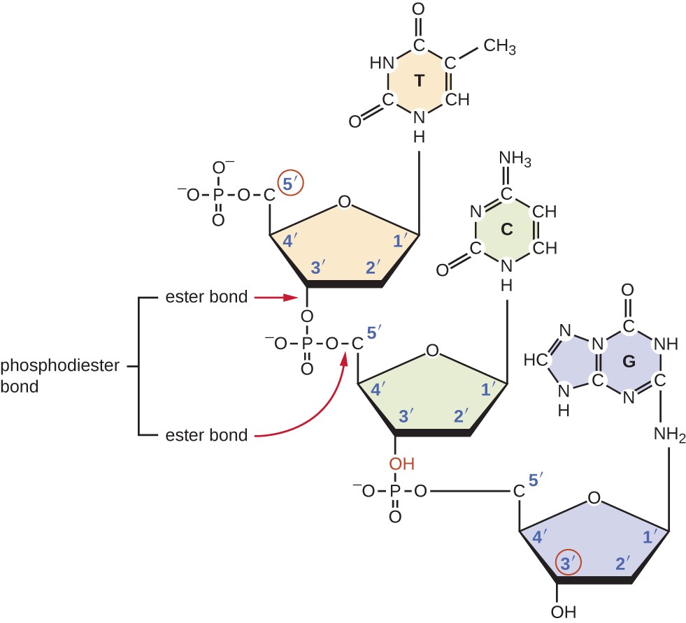 <ul><li><p>Result of PO<sub>4</sub> group attaching to the 5’ carbon of one nucleotide chemically bonding to the hydroxyl group on the 3’ carbon on the next nucleotide (condensation reaction/dehydration synthesis)</p></li></ul><p></p><ul><li><p>“phospo-” beacuse the central atom is a Phosphate</p></li><li><p>“di-” because there are two ester groups</p></li></ul><p></p><p></p><p></p>