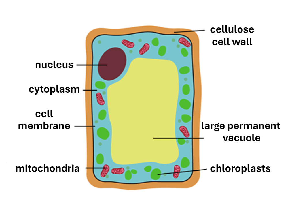 Characteristics & Variety Of Living Organisms Flashcards 