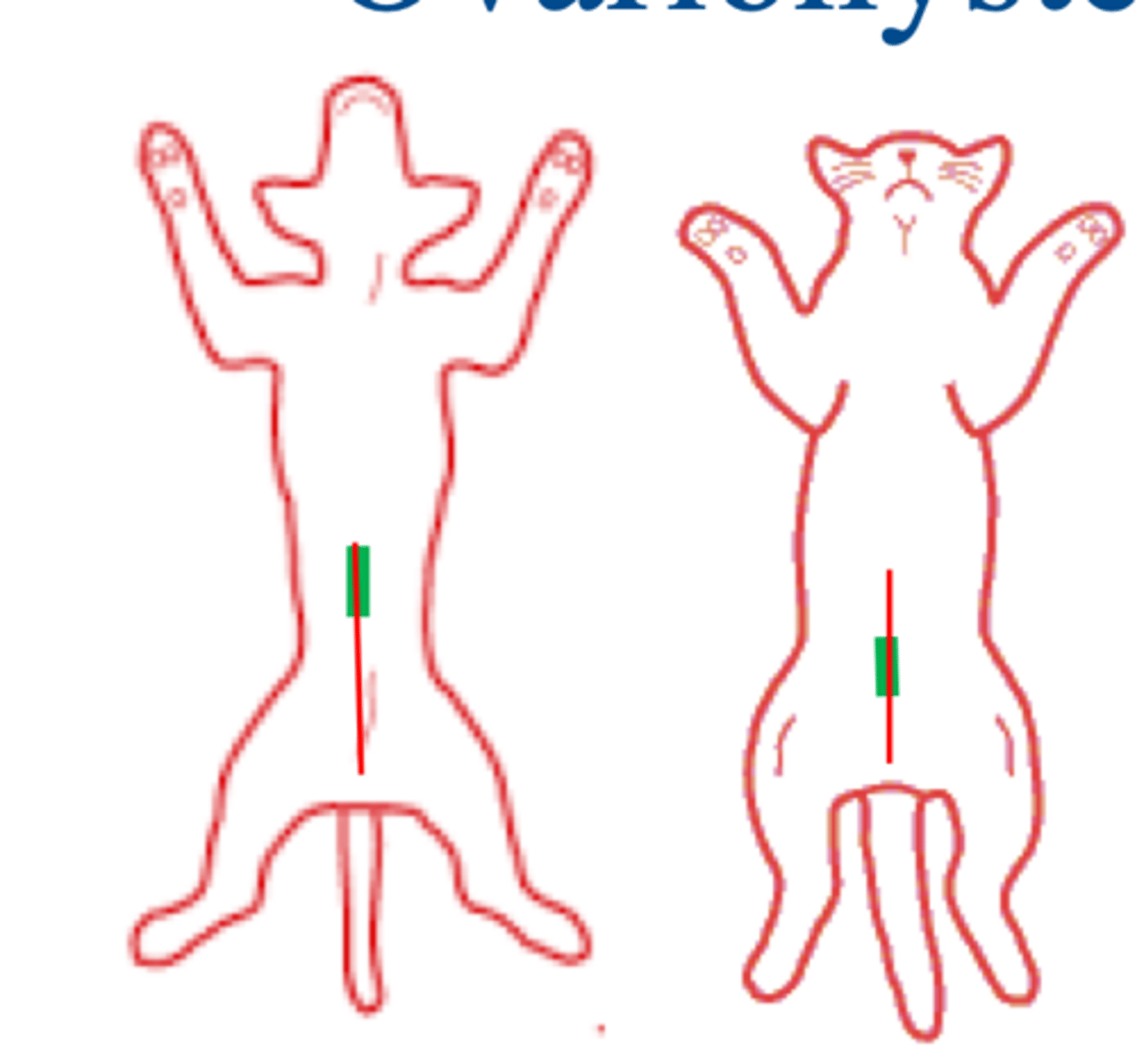 <p>where are the ovariohysterectomy incision points for dogs, puppies, and cats when drawing an imaginary line from the umbilicus to the pubis***</p>