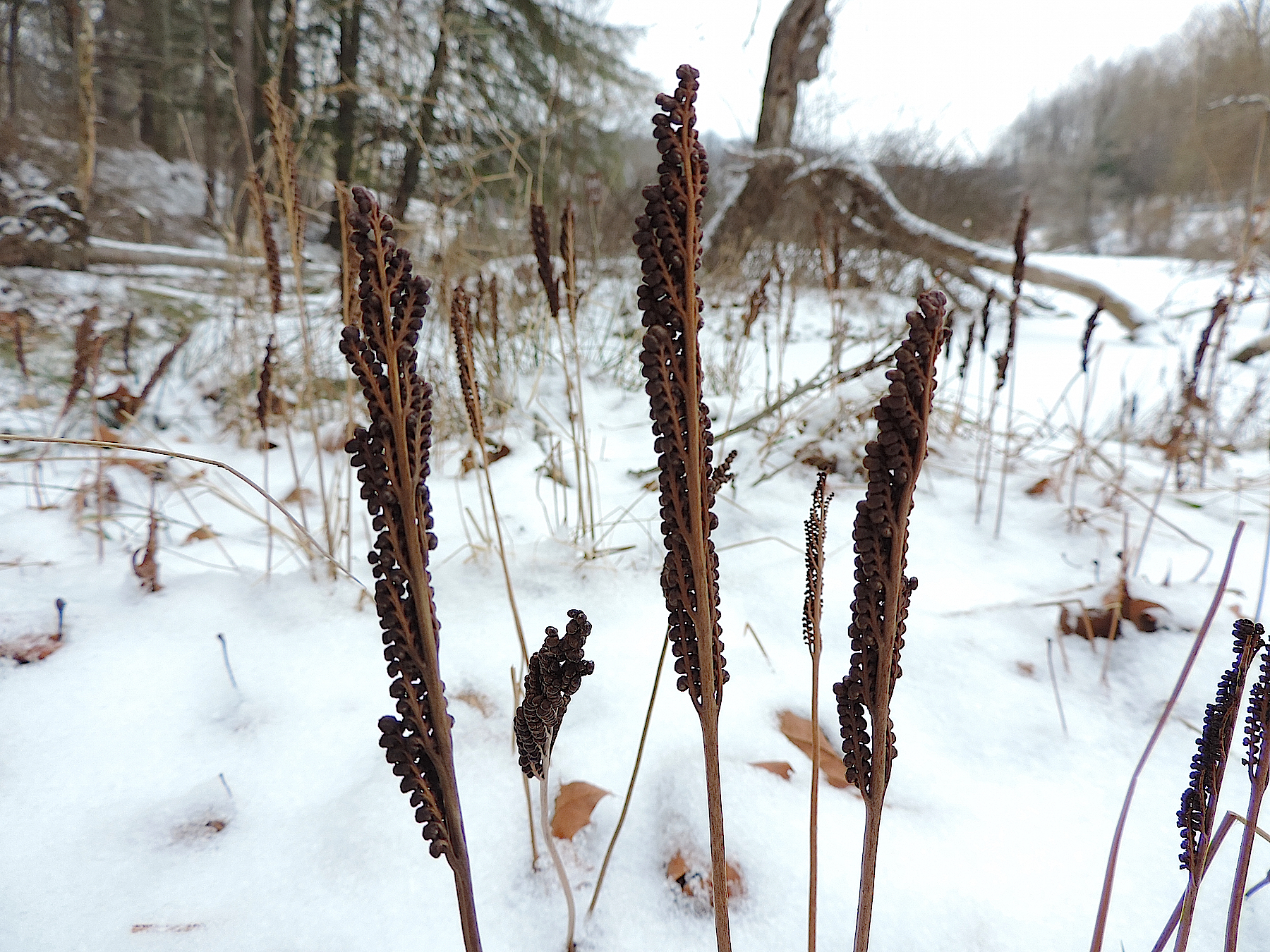 <p>Sensitive fern (winter)</p>