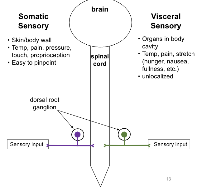 <ul><li><p>visceral sensory is very similar to somatic sensory neurons</p></li><li><p>both have a single neuron pathway in PNS</p></li><li><p>both have cell bodies in dorsal root ganglia & synapse in dorsal horn</p></li></ul><p></p>