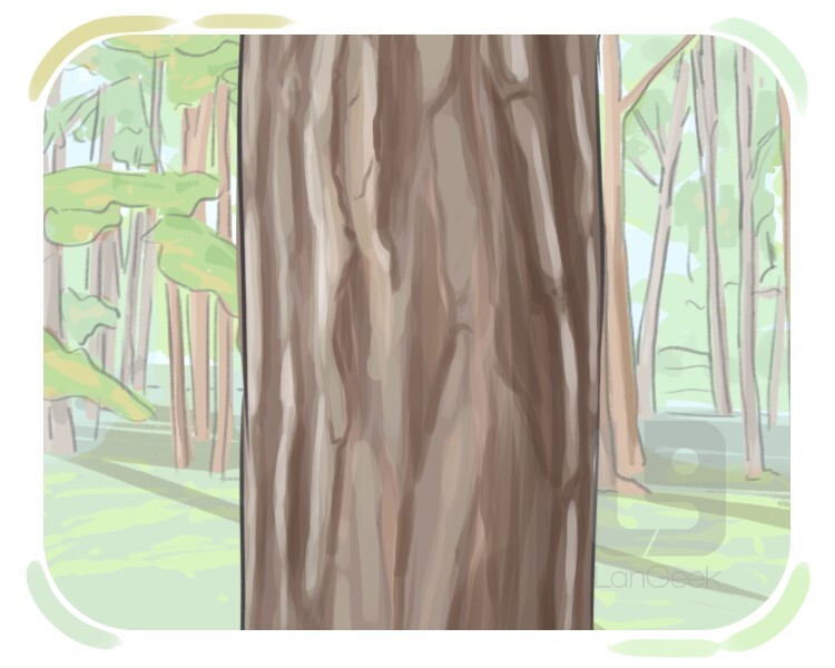 <p><strong>the hard outer covering of a tree</strong></p><p><br></p>