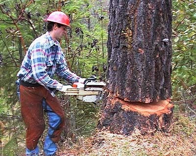 to cut down