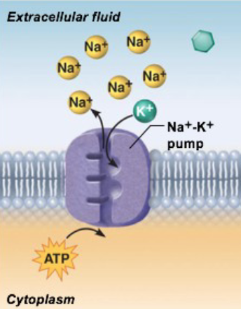 <ul><li><p> Pumps Na+ and K+ against their gradients &amp; in opposite directions across the membrane</p></li><li><p>For each ATP molecule, ATPase moves 3 Na+ ions out of the cell, 2 K+ ions in to the cell</p></li><li><p>Importance: ATPase pumps maintain electrochemical gradient necessary for function of muscle and nervous tissue</p></li></ul><p></p>