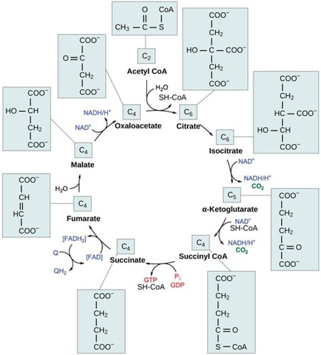 <p>Processes Acetyl CoA to produce ATP and electron carriers.</p>