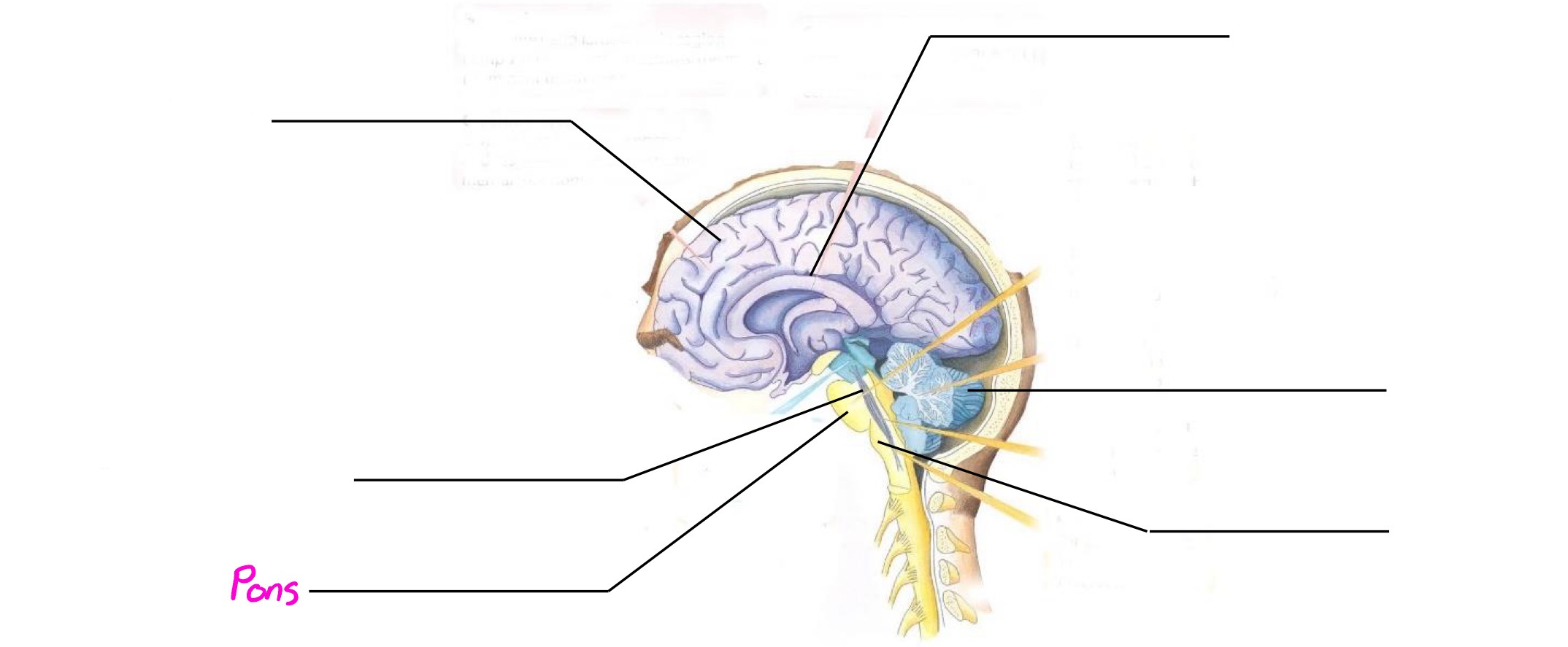 <p>Part of hindbrain; deals with sleep, left-right coordination</p>