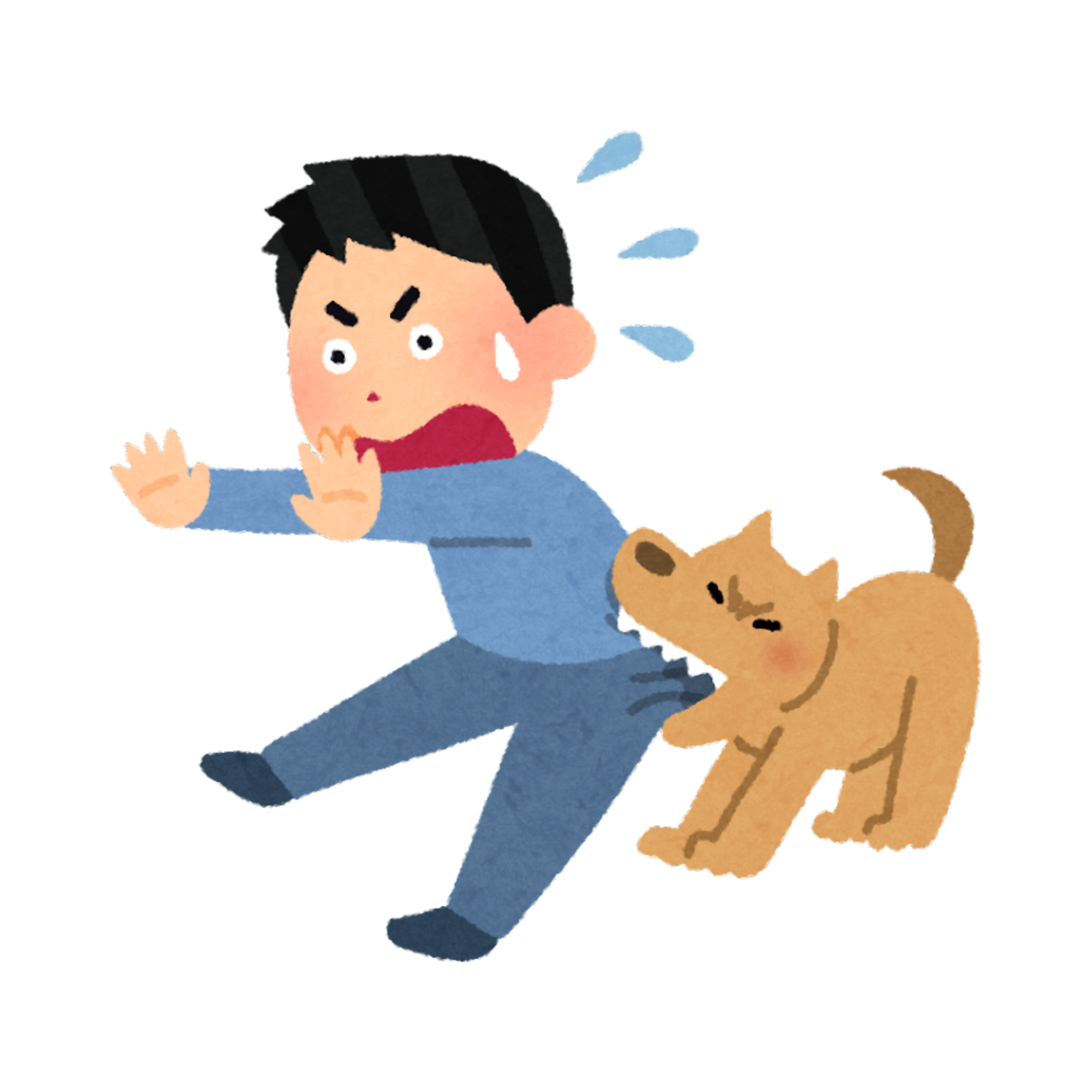 <p>to bite</p>