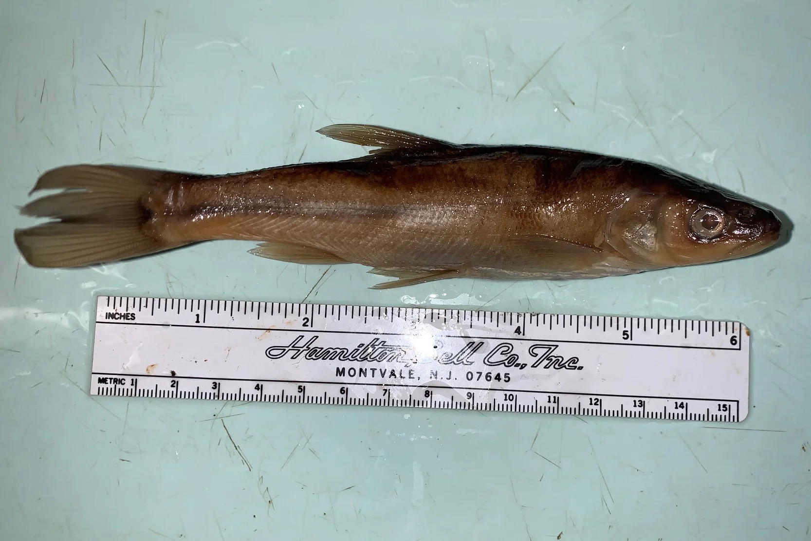 <p>What fish is this?</p>