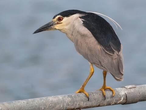 <p>Stocky, black-capped, active at dusk.</p>