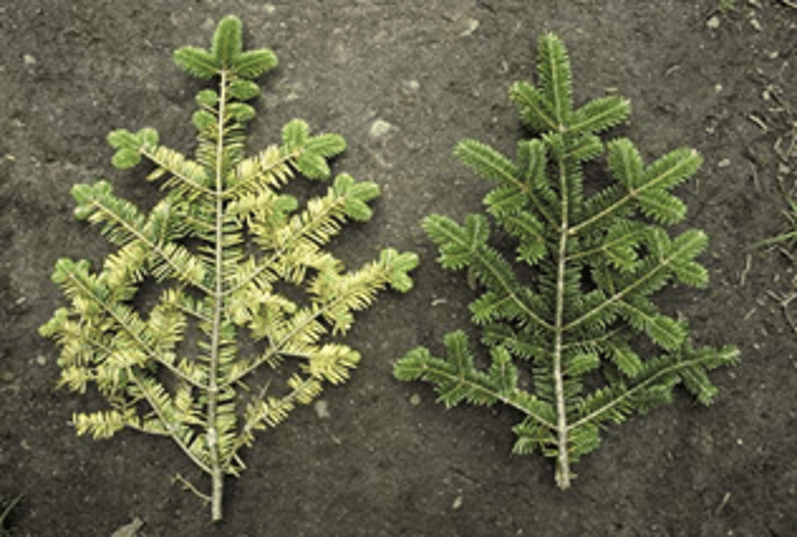 <p>The lowering of pH of soils from acid rain caused by industrial pollution. Acidic soils release higher concentrations of aluminum and iron ions, which can damage plants.</p>
