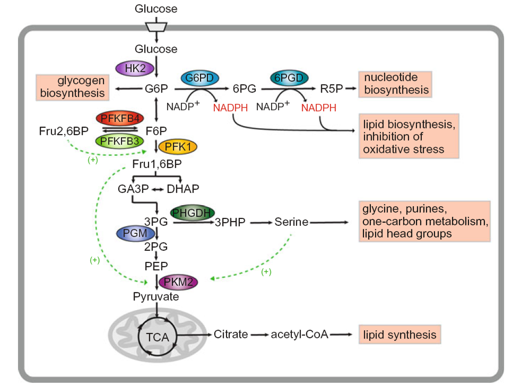 <p>→ Via la branche sérine dépendante de PHGDH à partir du 3-phosphoglycérate.</p><p></p>