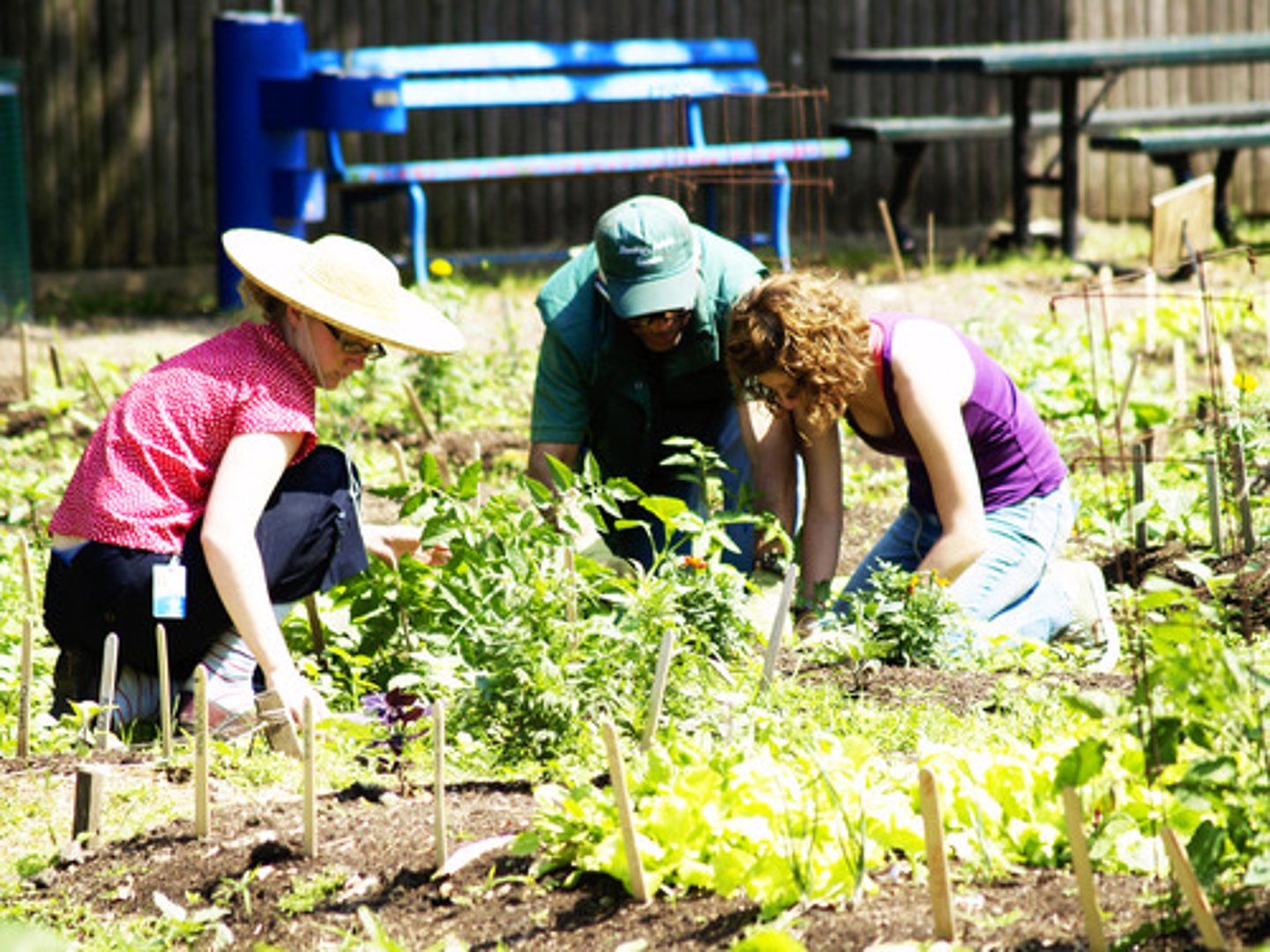 <p>Gardening - cultivation of crops carried out with simple hand tools such as digging sticks or hoes</p><p>the cultivation of plants for subsistence through non-intensive use of land and labor</p>
