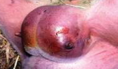 <p>identify</p>