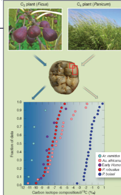 <p>Reconstructing diet via tooth enamel </p>
