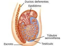 los _________ contienen celulas espermatogenicas